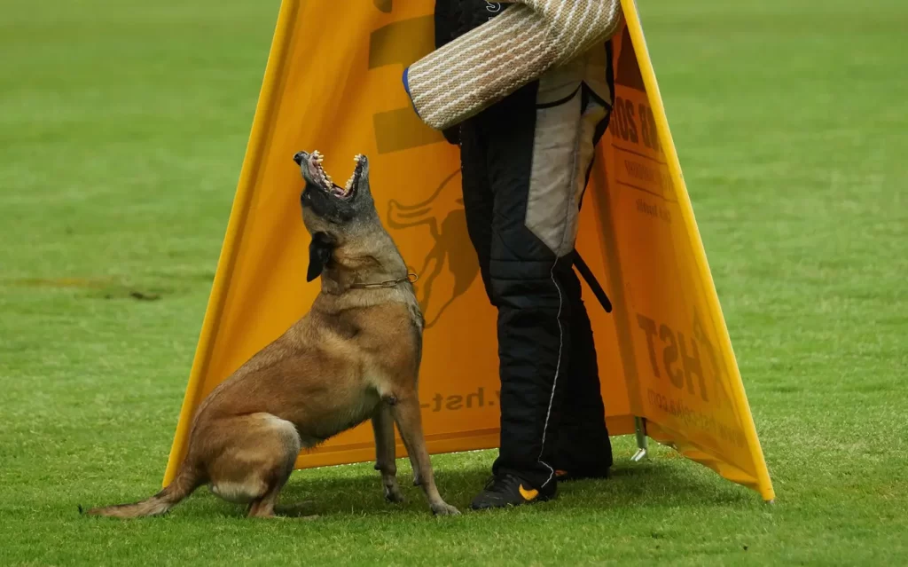 German Shepherd Dog training